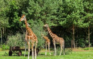 Serengeti-Park Serengeti-Park